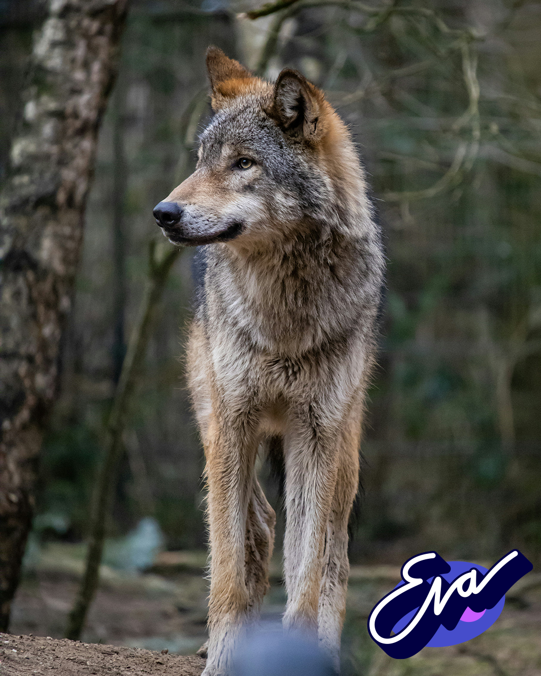 Wolf Website